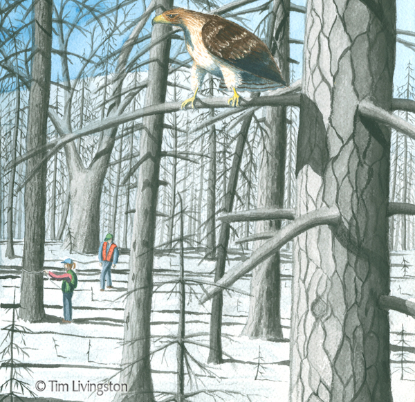 watercolor, watercolour, hawk, Redtail Hawk, fire salvage, Firestorm, Firestorm In The Forest