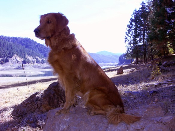 Nellie in her youth at Iron Canyon Reservoir.