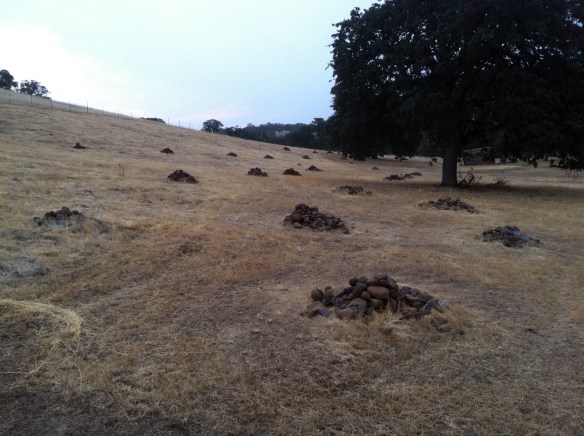 Random Mounds Strange Rock Mounds | THE FORESTER ARTIST