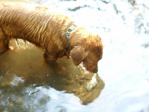 Blitz, trout, rainbow trout, dead fish