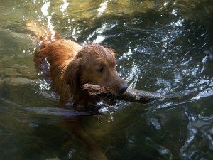 Blitz, swim, stick, fetch, golden retriever, golden, retriever