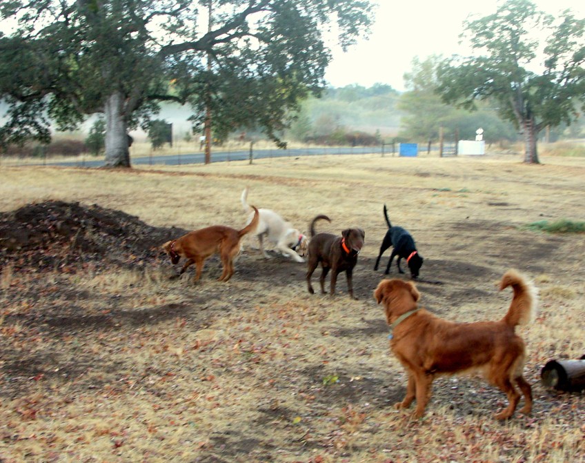 Labrador Retriever, Golden Retriever, Labs, Goldens, dogs