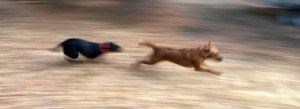 Racing Labrador Retriever, Golden Retriever, Labs, Goldens, dogs