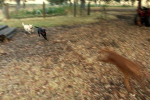 Racing 2 Labrador Retriever, Golden Retriever, Labs, Goldens, dogs