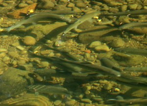 Rainbow Trout, mountain stream