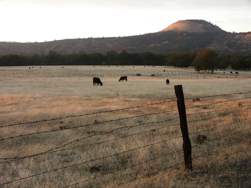 Black Butte, cinder cone, cattle, black angus
