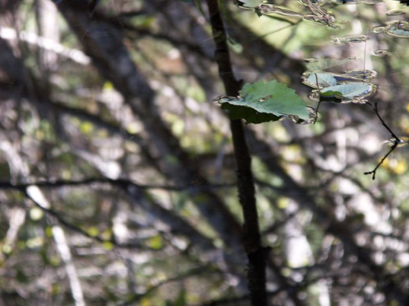 leaf, water, forest
