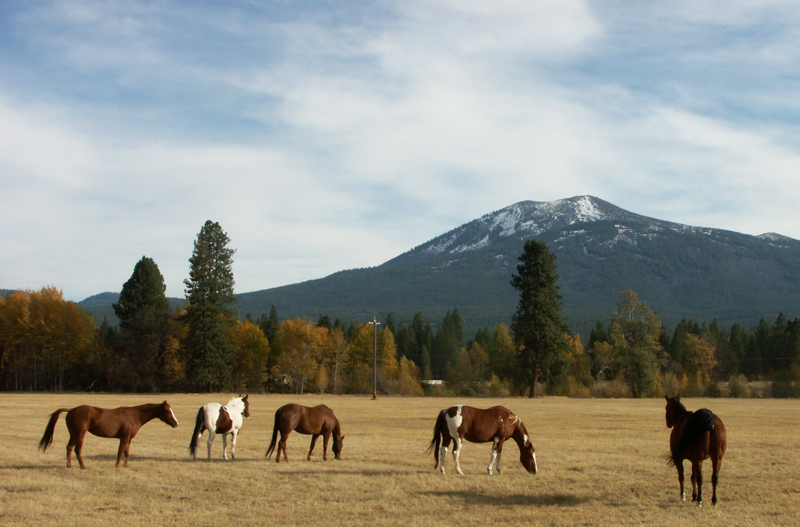 Horses, horse, Burney Mountain