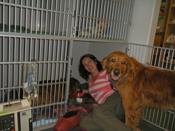 Nellie, snake bite, veterinarian