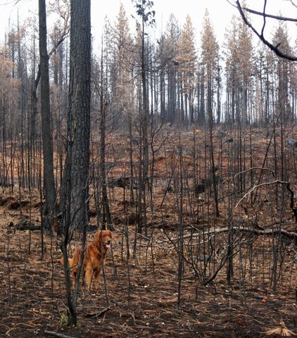 fire salvage, burned timber, timber, forest, golden retriever
