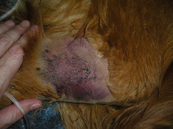 snake, rattlesnake, snake bite, golden retriever