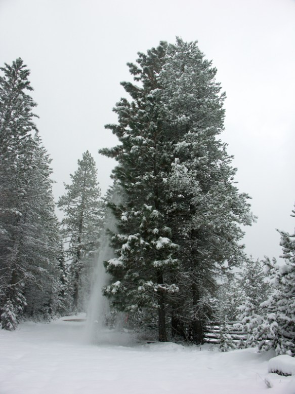 snow, snowing, shedding