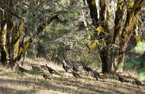 turkey, wild turkeys, photo,  Photography