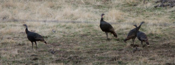 wild turkey, turkey