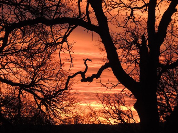 sunrise, orange, photography, nature