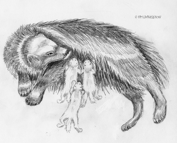 Wolverine, kits, cubs, animal babies, drawing, sketch, pencil, art