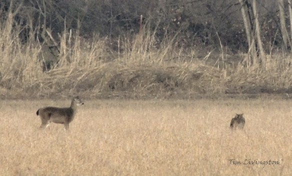 Coyote, doe, deer, buck, stalking, hunting, feeding