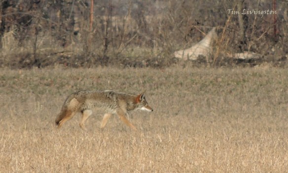 Coyote, hunting, stalking, prey