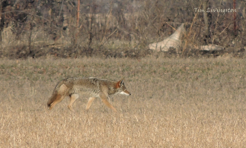Coyote, hunting, stalking, prey
