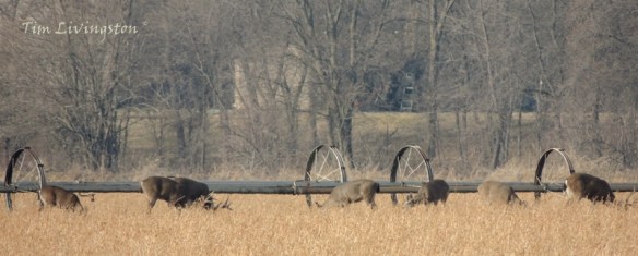Deer, herd, feeding, doe, buck