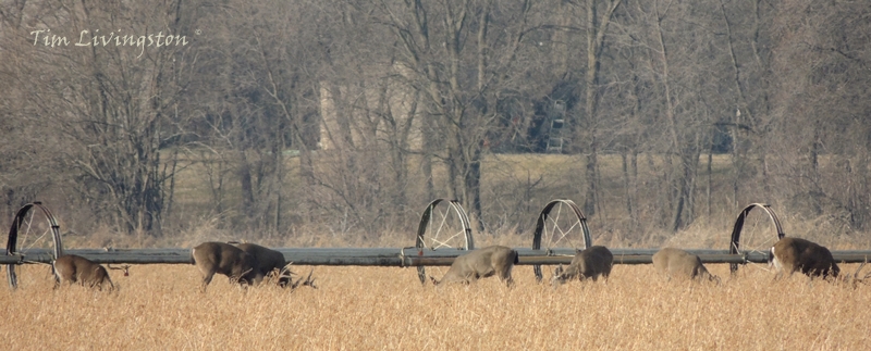 Deer, herd, feeding, doe, buck