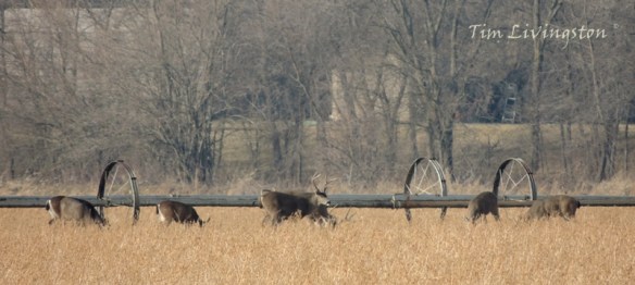 Deer, herd, feeding, doe, buck