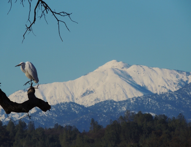 Egret, Cattle Egret, Bully Choop