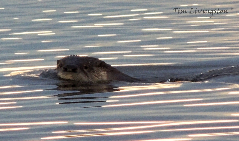 Otter, photography, wildlife, sawmill, swimming
