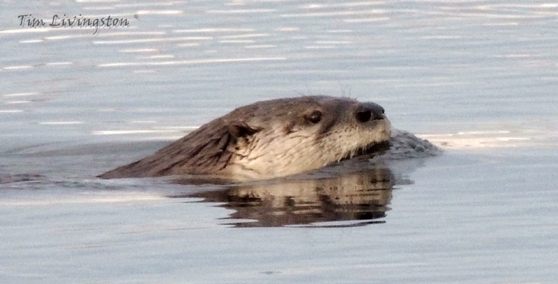Otter, photography, wildlife, sawmill, swimming