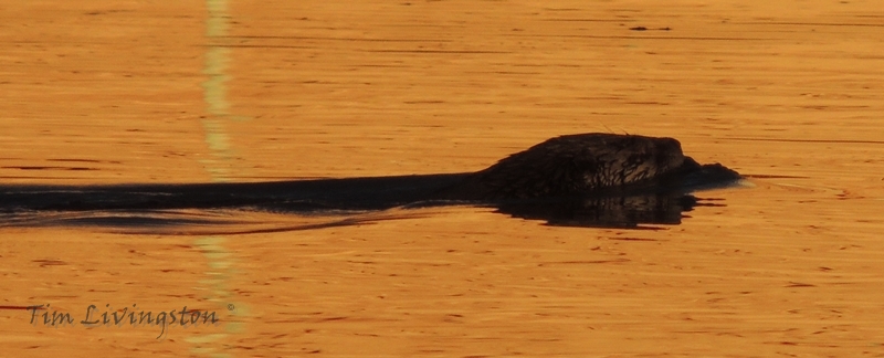 Otter, photography, wildlife, sawmill, swimming