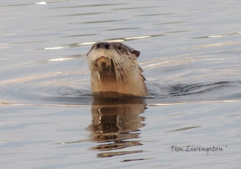 Otter, photography, wildlife, sawmill, swimming