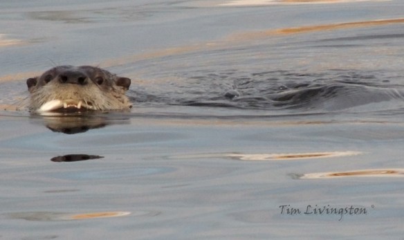 Otter, photography, wildlife, sawmill,  swimming, fish, fishing