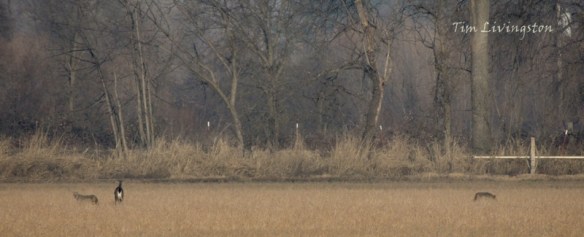 coyote, deer, doe, predator, prey, fight back, retreat