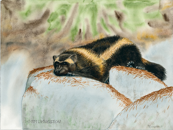 wolverine, gulo gulo, wildlife, watercolor, wildlife art, nature