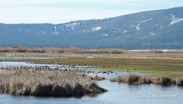 waterfowl, geese, duck, photography, nature, wildlife