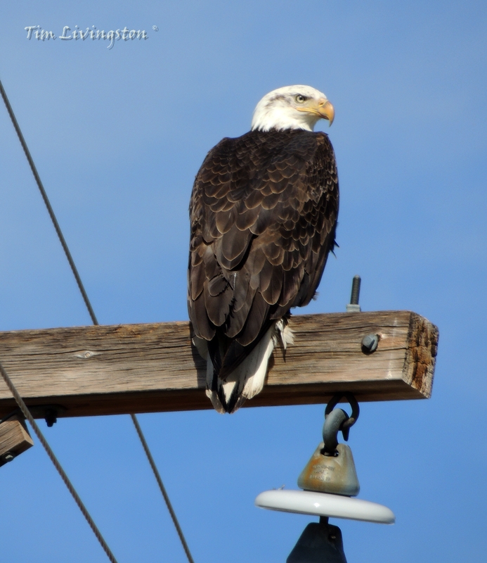 bald eagle, eagle, pair, photography, nature, wildlife