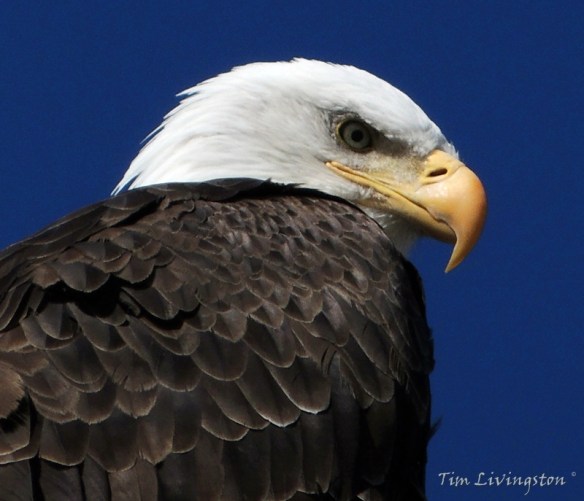 Bald Eagle, eagle, photography, nature, wildlife