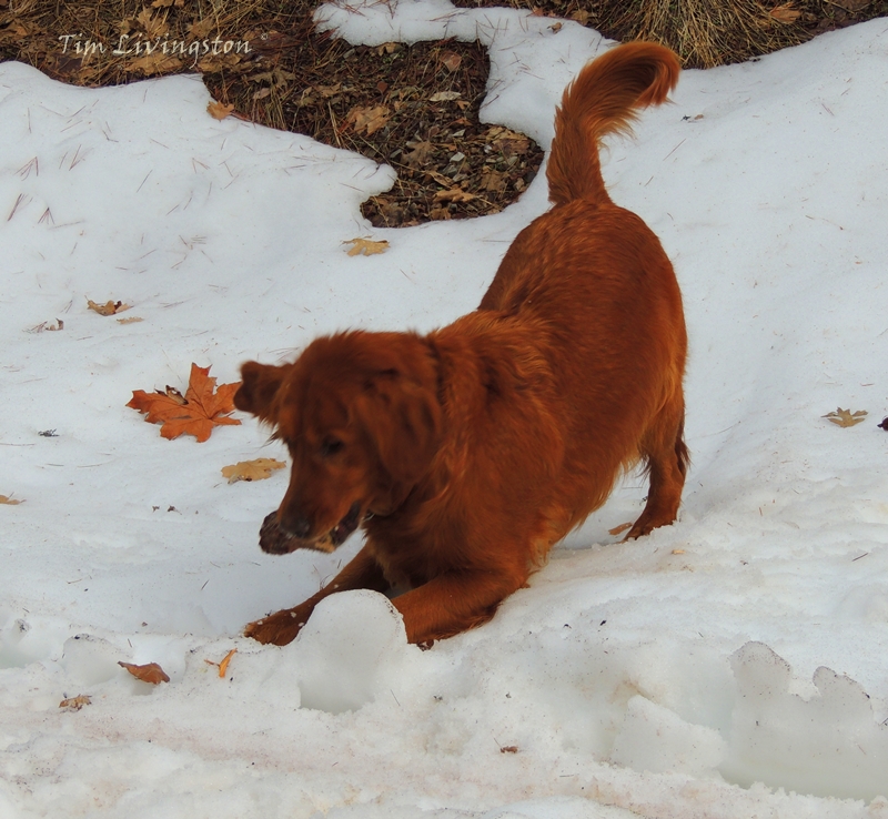 golden retriever, snow, dog, photography