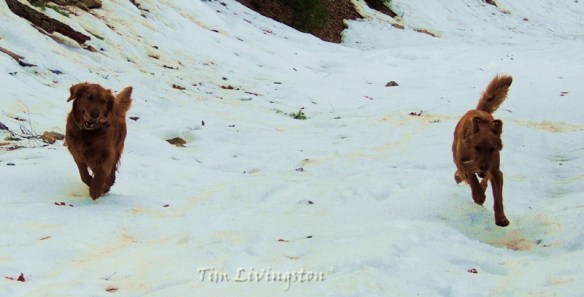 golden retriever, snow, dog, photography