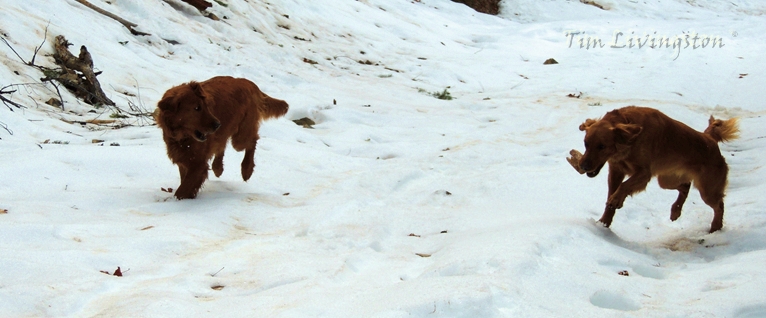 golden retriever, snow, dog, photography