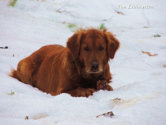 golden retriever, snow, dog, photography