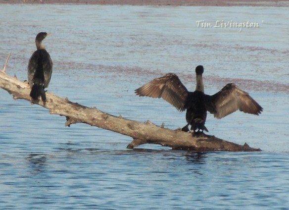 wildlife, photography, cormorants, divers, waterfowl