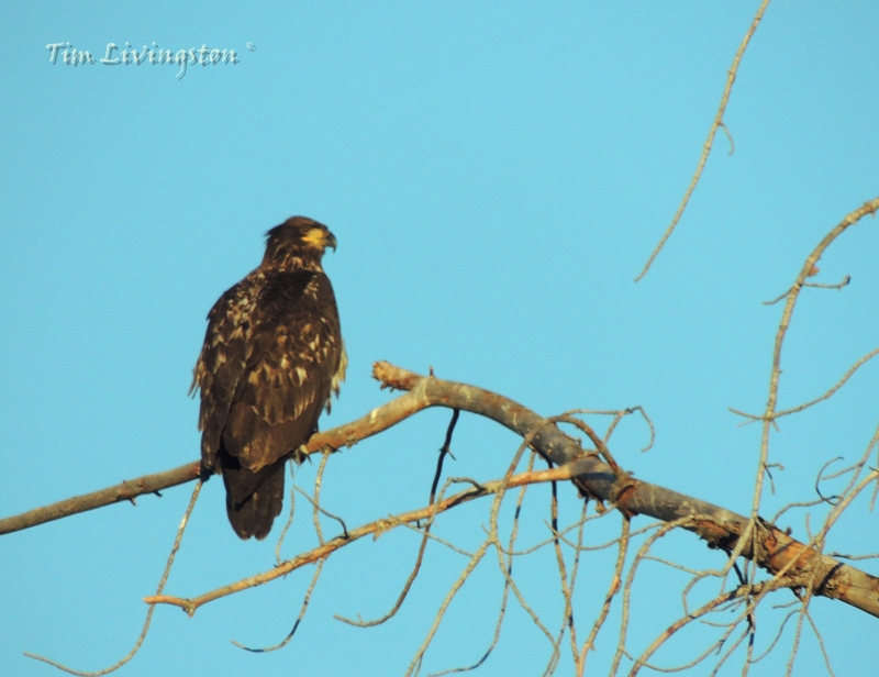 golden eagle, eagle, photography, nature, wildlife