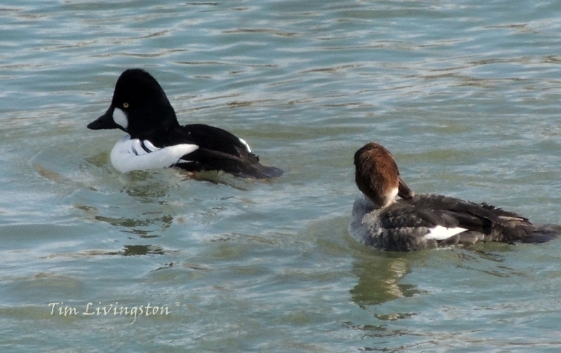 wildlife, photography, goldeneye, waterfowl, ducks