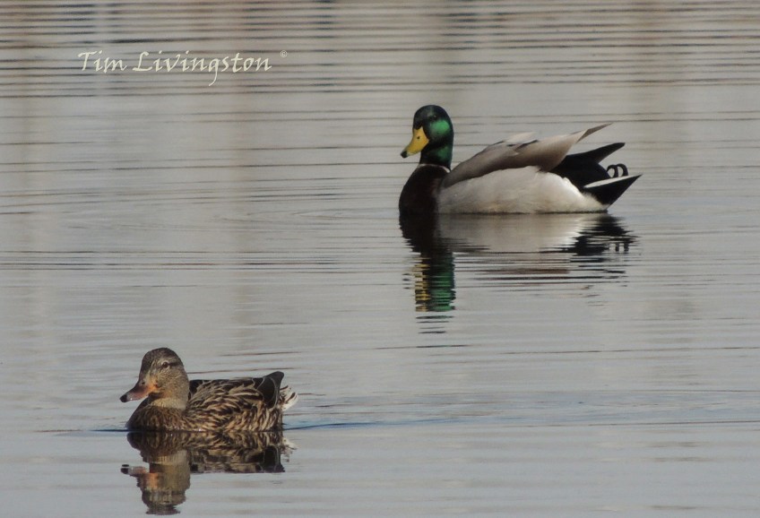 wildlife, photography, mallards, ducks, drake, hen, waterfowl