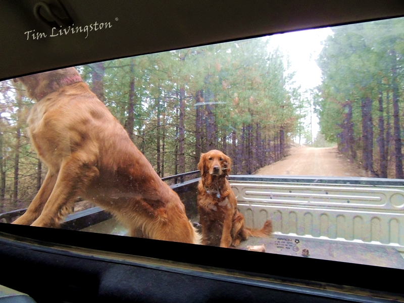 golden retriever, pickup, ride, dogs photography