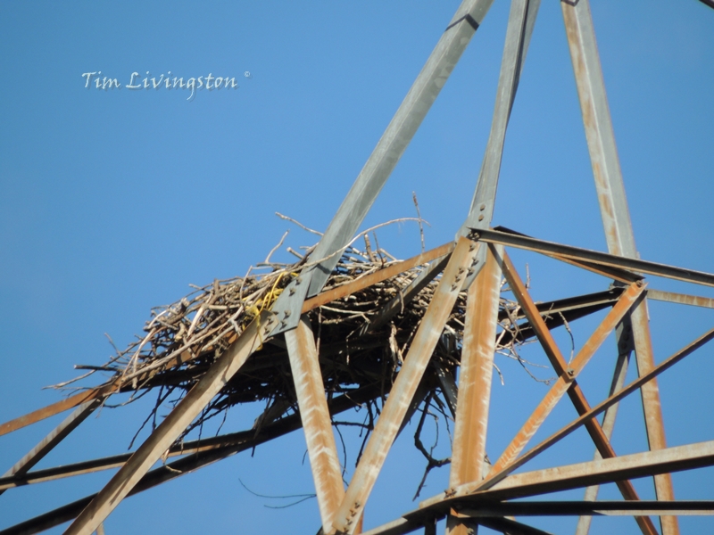 osprey, nest, wildlife, photography