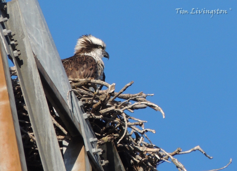 osprey, nest, nature, wildlife, photography