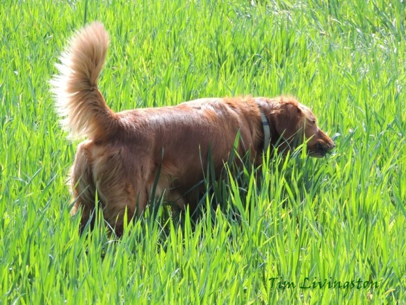 Blitz, golden retriever,