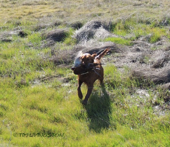 Blitz joyfully returns with a bird.